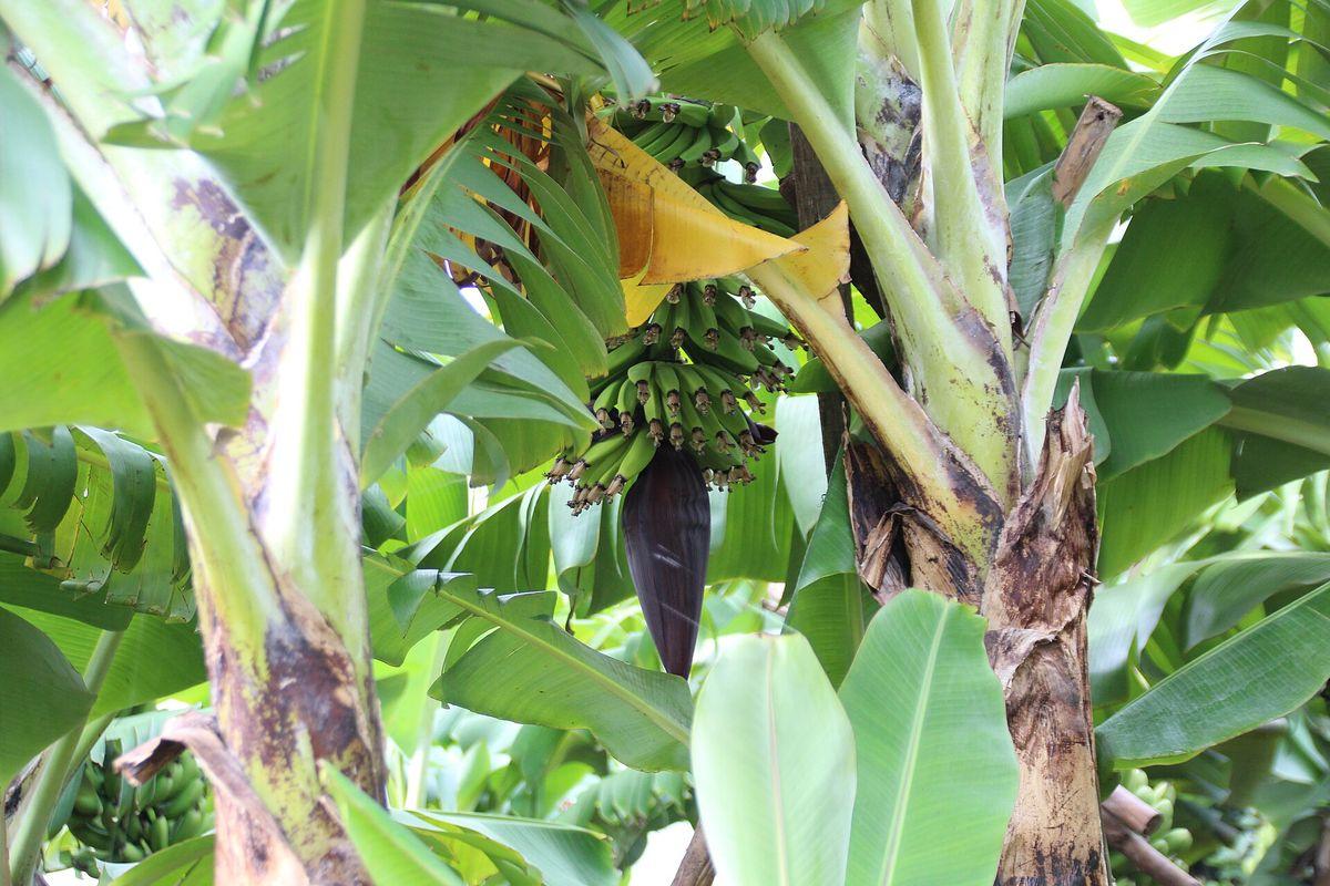 Estreito da Calheta - West Madeira in Madeira - view 3