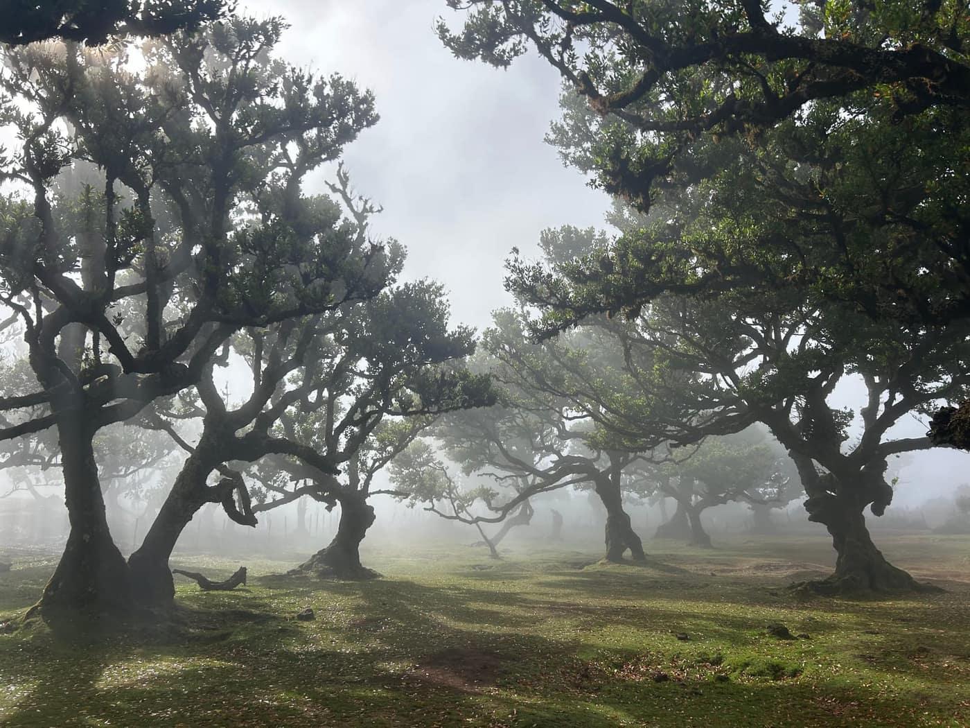 Fanal Forest - Levada Trail in Madeira - view 4