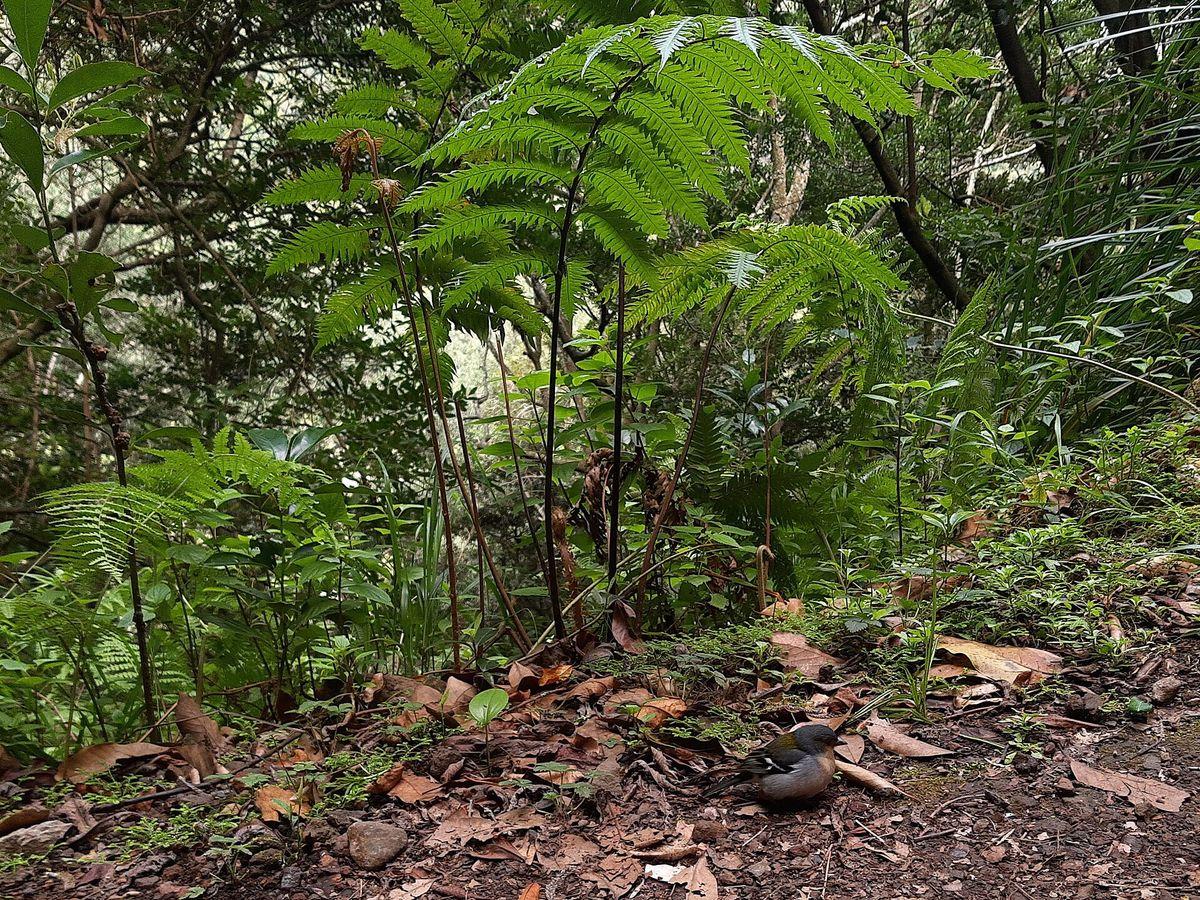 Levada do Rei - Levada Trail in Madeira - view 2