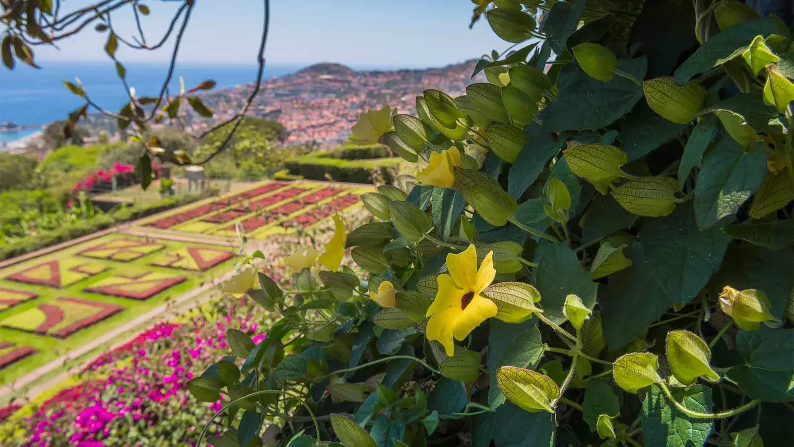 Geometric flower beds and ocean view at Madeira Botanical Garden in Funchal