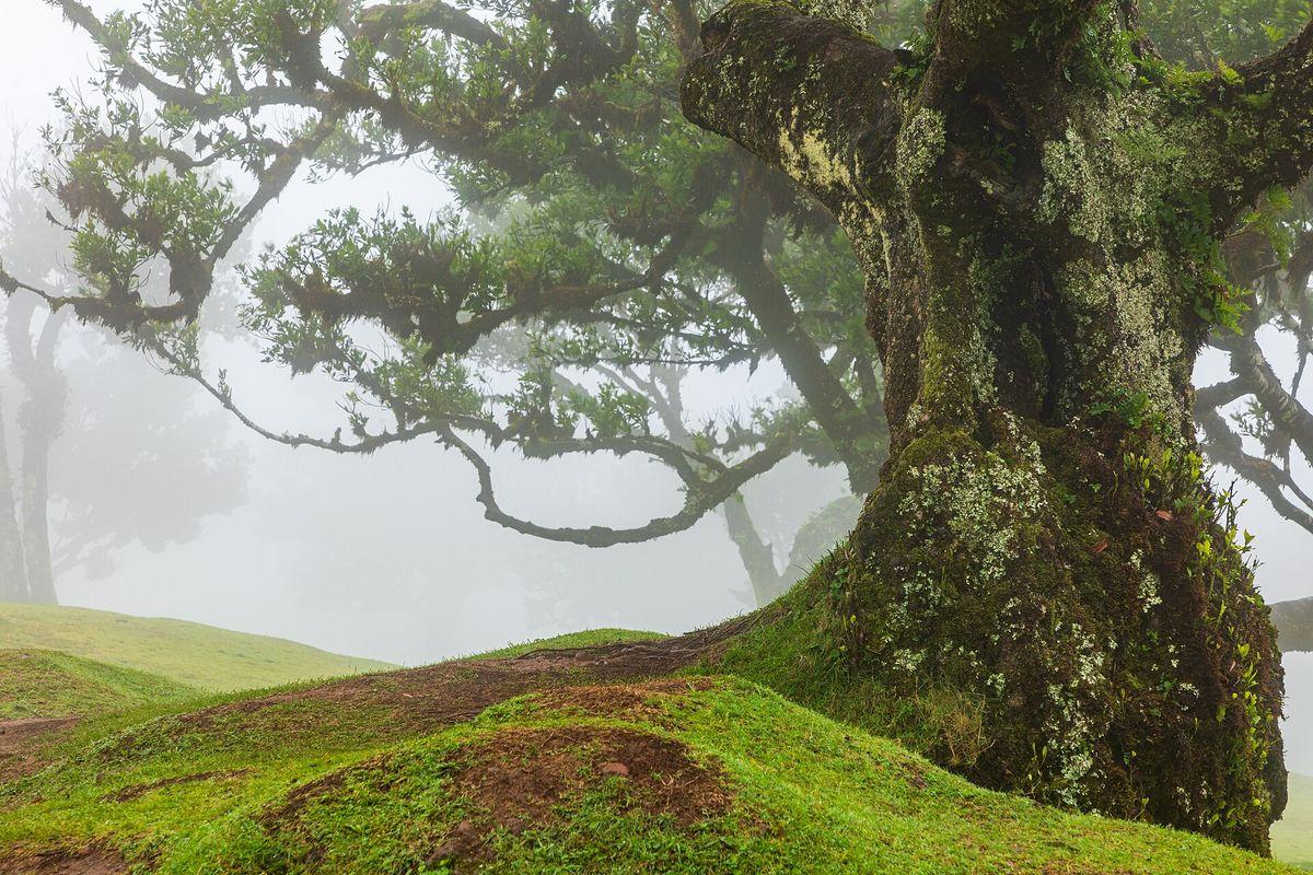 Fanal ancient laurel forest